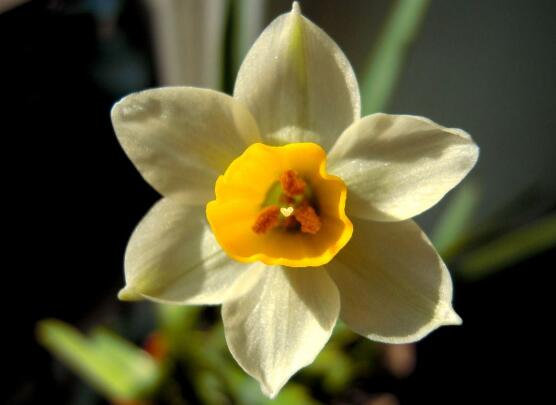 水仙花花语（我国十大名花之一水仙花寓意介绍）