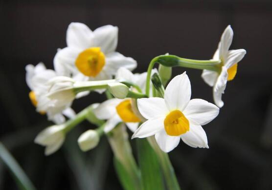 水仙花花语（我国十大名花之一水仙花寓意介绍）