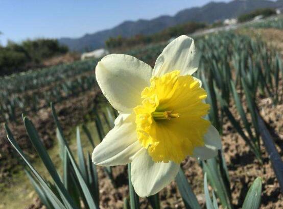 水仙花花语（我国十大名花之一水仙花寓意介绍）