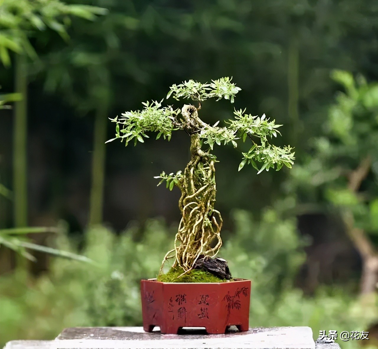 六月雪盆景怎么养（分享六月雪的3个养护小技巧）