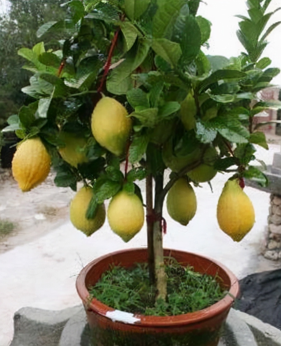 适合卧室养的花草植物（5种“助眠”花最适合卧室养）