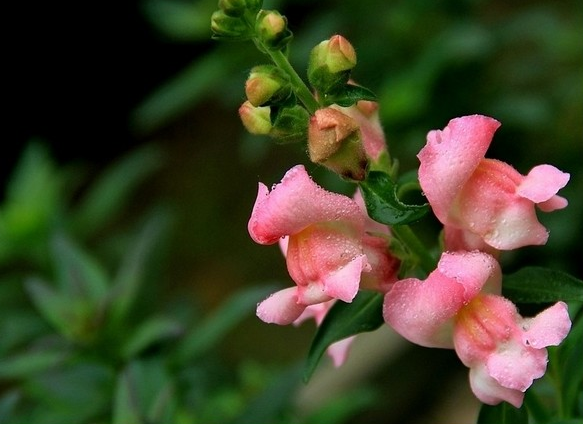 金鱼草花语寓意（金鱼草因花状似金鱼而得名）