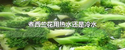 ​煮西兰花用热水还是冷水