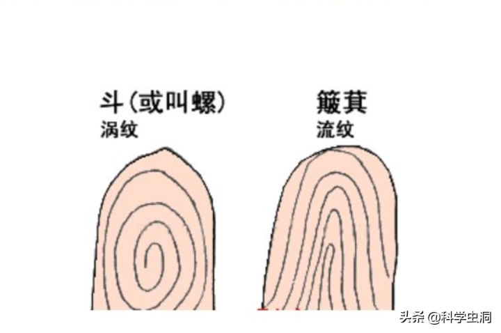 斗和簸箕的区别图片（科学家解锁斗与簸箕的奥秘）