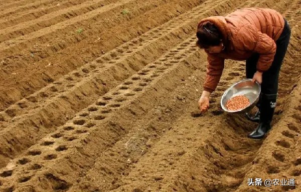 什么时候种花生的时间是最佳（花生播种技术要点知识）