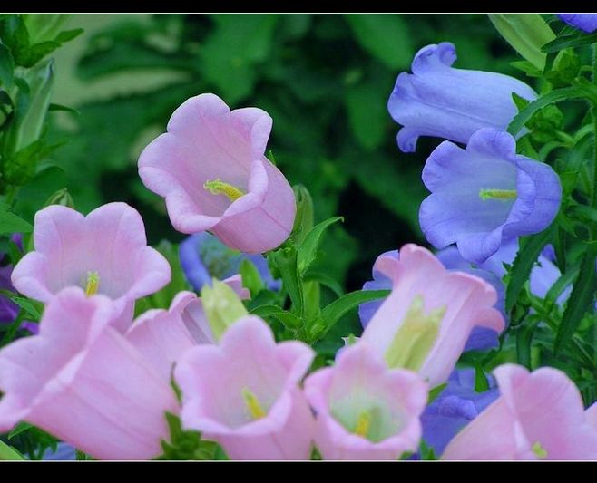 风铃花的花语是什么意思（风铃的花语介绍）