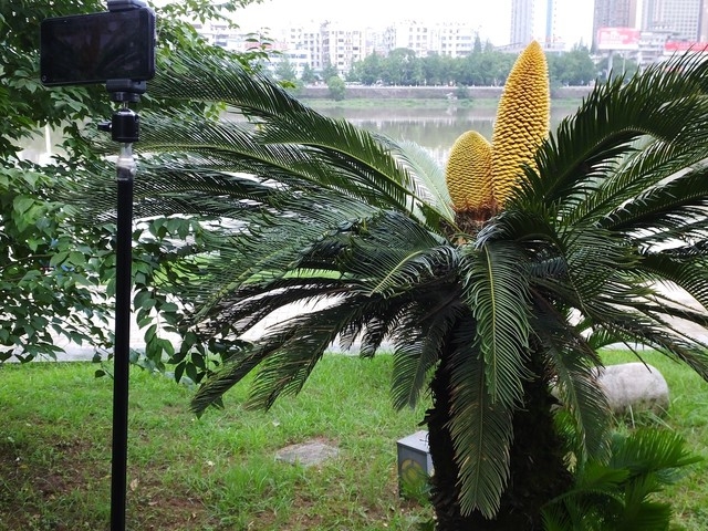 树是植物吗（25条关于树木花草不为人知的有趣冷知识）