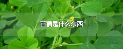 ​苜蓿是什么东西