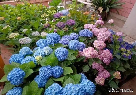 绣球花的气味（开春必养10个品种的绣球花）