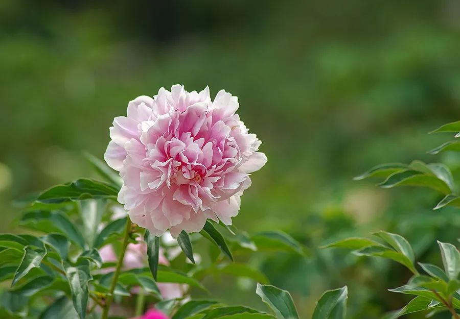 芍药一年开几次花（熟悉芍药的特点以及栽培要领）