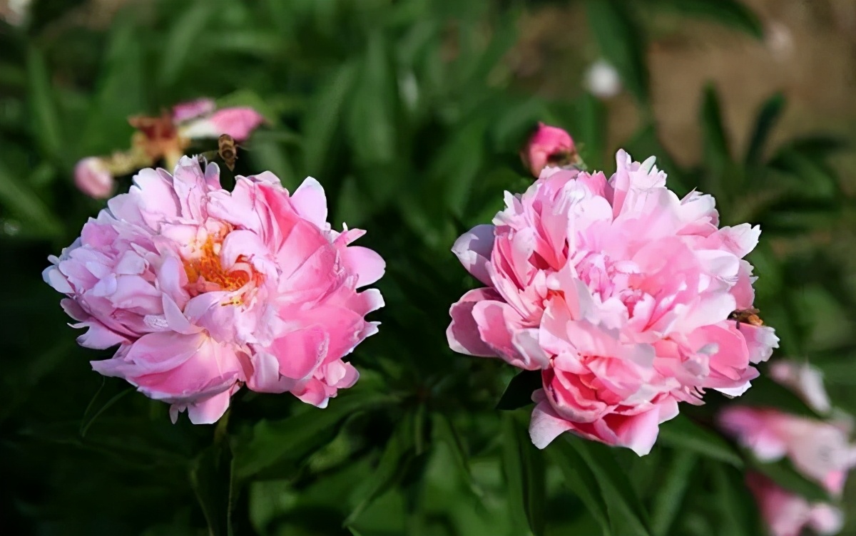 芍药一年开几次花（熟悉芍药的特点以及栽培要领）