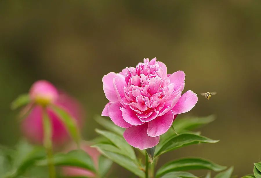 芍药一年开几次花（熟悉芍药的特点以及栽培要领）