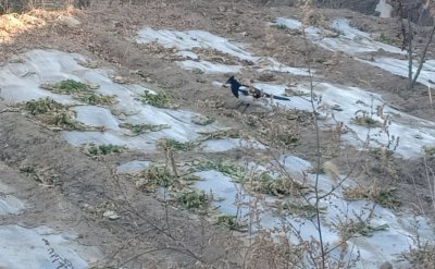 ​喜鹊吃什么食物（盘点喜鹊常吃的4种食物）