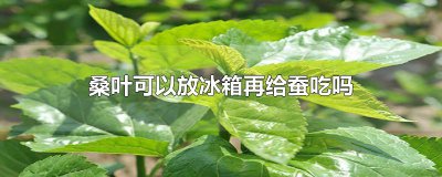 ​桑叶可以放冰箱再给蚕吃吗