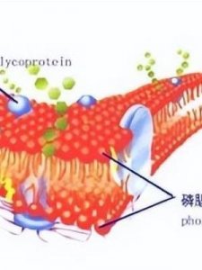 ​磷脂的组成元素(叶绿素的组成元素)