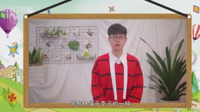 ​黑布林是什么水果