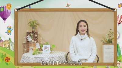 ​银杏树叶像什么