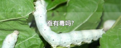 ​蚕有毒吗?