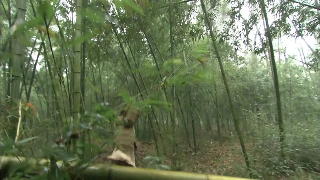 镖行天下前传全集顺序是怎样的_电影的背景