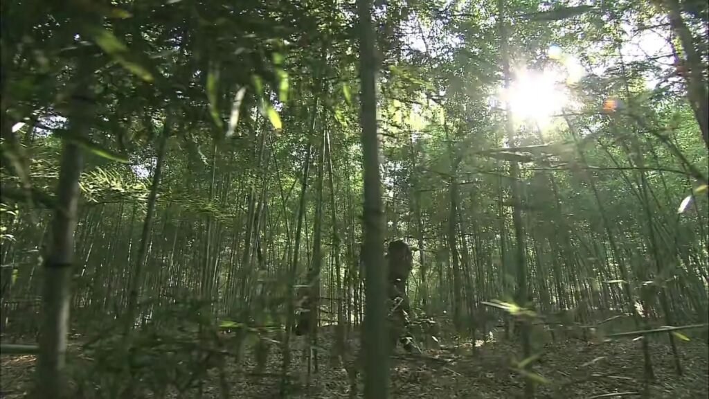 镖行天下前传全集顺序是怎样的_电影的背景