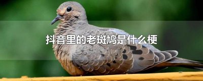 ​抖音里的老斑鸠是什么梗