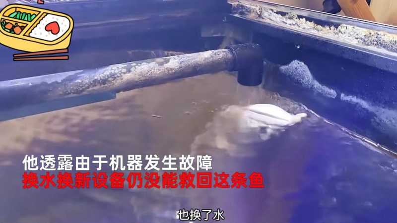 银龙鱼价格多少钱一只（30万一条银龙鱼不慎死亡）