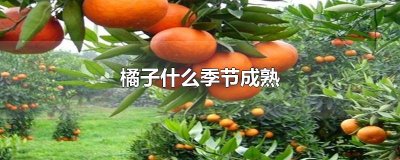 ​橘子什么季节成熟