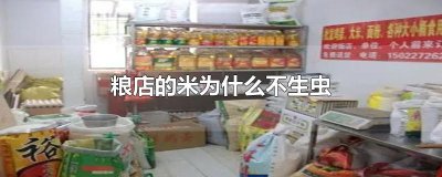 ​粮店的米为什么不生虫