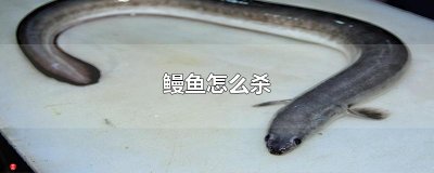 ​鳗鱼怎么杀