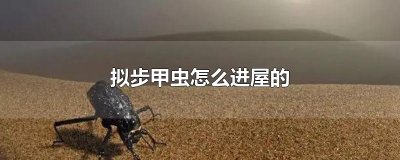 ​拟步甲虫怎么进屋的