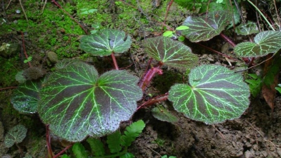 如何清洗花卉植物的叶片：注意时间和方法(图2)