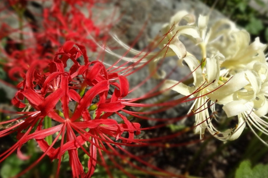 彼岸花的真正花语是什么（图）(图2)