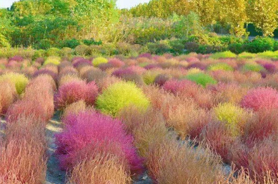 红地肤种子种植方法和时间(图3)