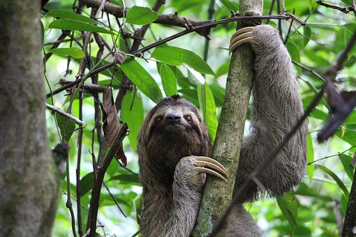 sloth-2759724__340.jpg