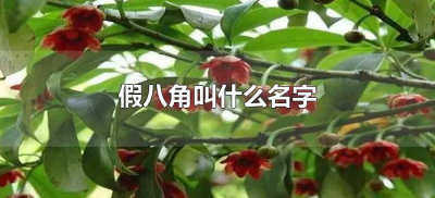 ​假八角叫什么名字（假八角是什么样子）