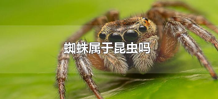 蜘蛛属于昆虫吗