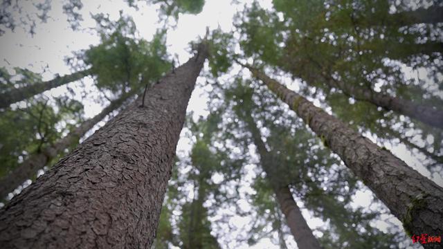 最近九寨沟旅游景点开放了吗（九寨沟景区28日全域恢复开放）(6)