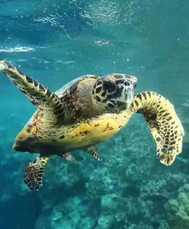 浮潜深潜怎么玩（关于深潜和浮潜的一些小经验）(14)