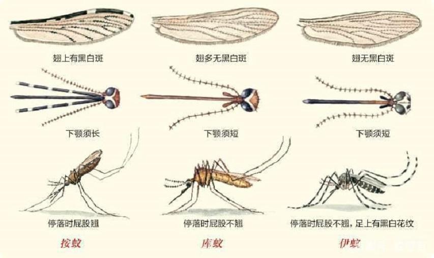 美国释放数亿转基因蚊,究竟意欲何为-（蚊子是怎么产生的）(图4)