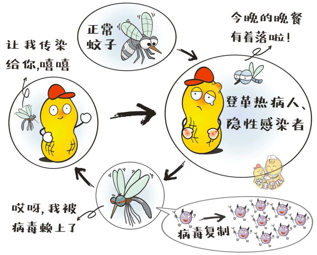 美国释放数亿转基因蚊,究竟意欲何为-（蚊子是怎么产生的）(图5)