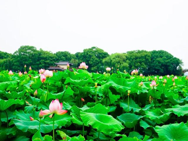 杭州游玩必去20大景点（杭州游玩必去20大景点）(24)