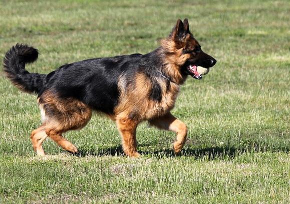 德国牧羊犬有几种（犬种百科之德国牧羊犬）(4)