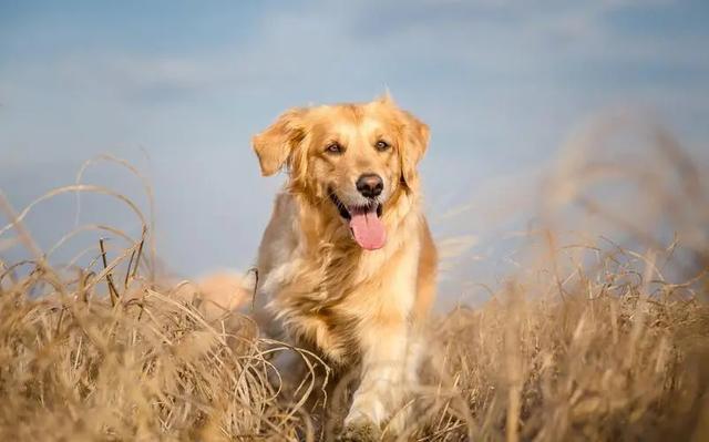 能作为工作犬的狗有哪些（盘点最常见的7大工作犬）(4)