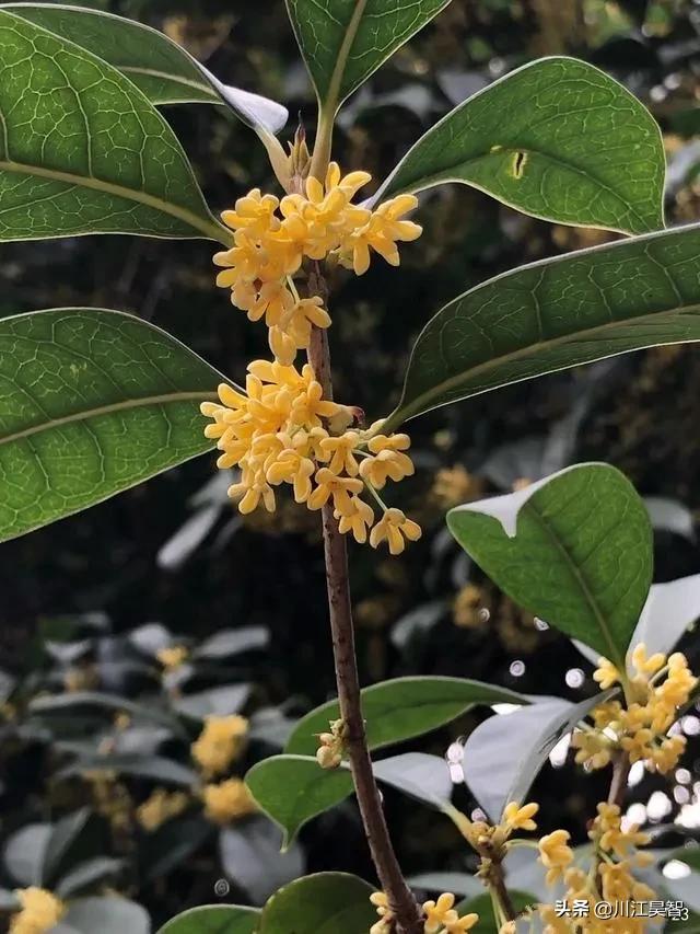 从正月到十二月开的花（一月至十二月的生辰花）(8)