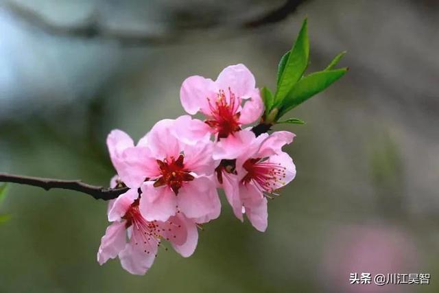 从正月到十二月开的花（一月至十二月的生辰花）(3)