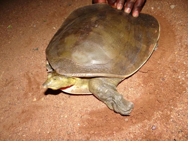 鳖哪些种类是保护动物（生物相册散落的远亲）(7)