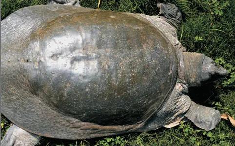 鳖哪些种类是保护动物（生物相册散落的远亲）(9)