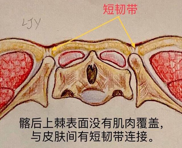 腰窝是每个女生都有的吗（不是你想就会有）(6)