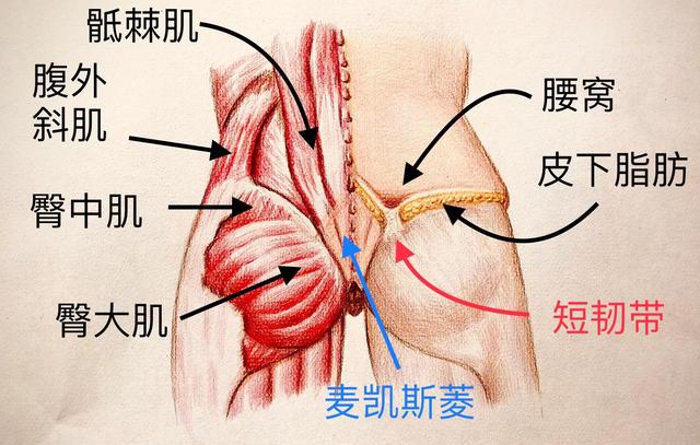 腰窝是每个女生都有的吗（不是你想就会有）(3)