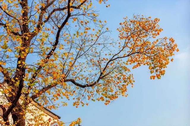 重阳节的习俗来历（重阳节的来历和风俗）(13)